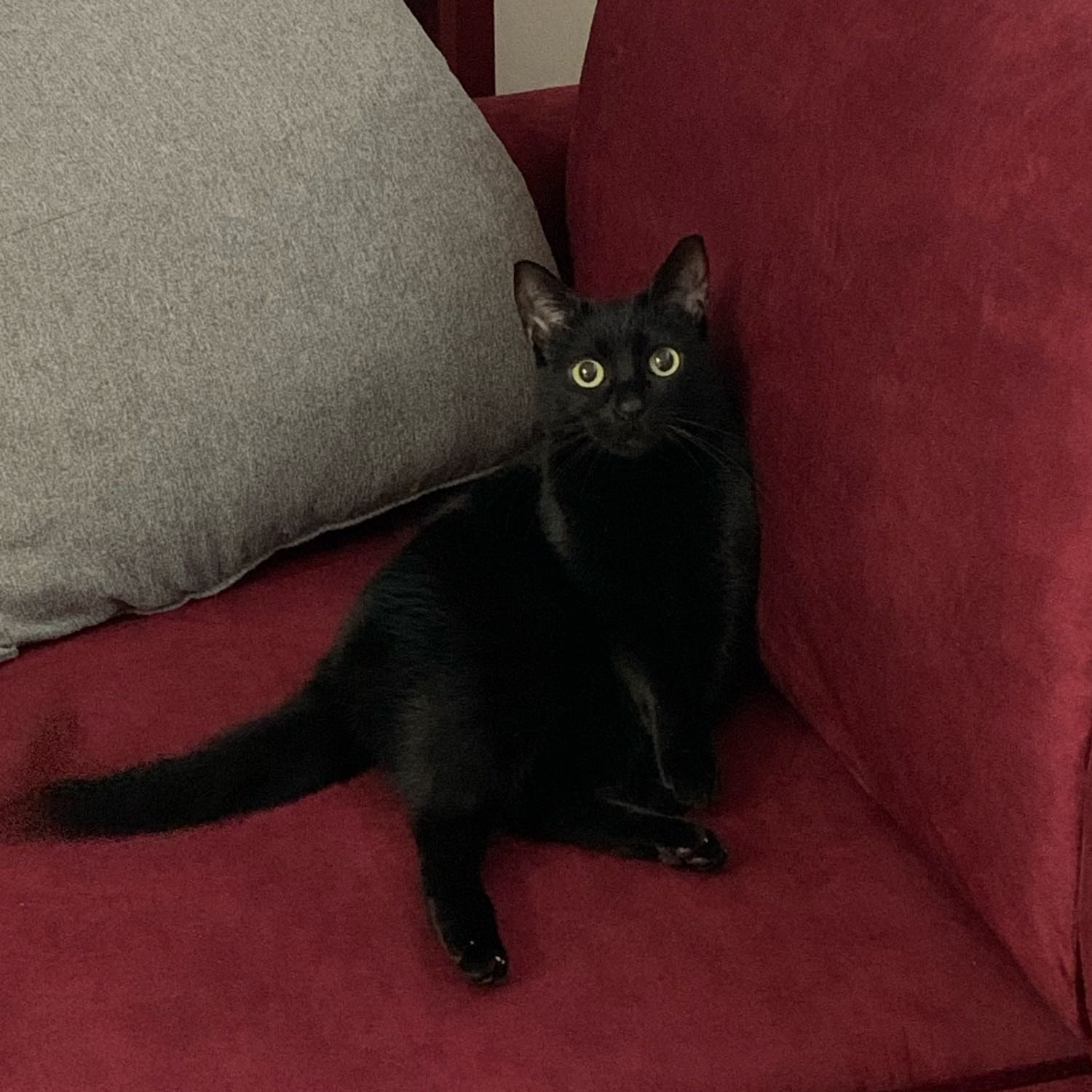 Phoebe