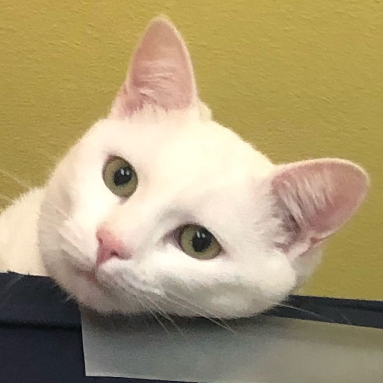 Pili