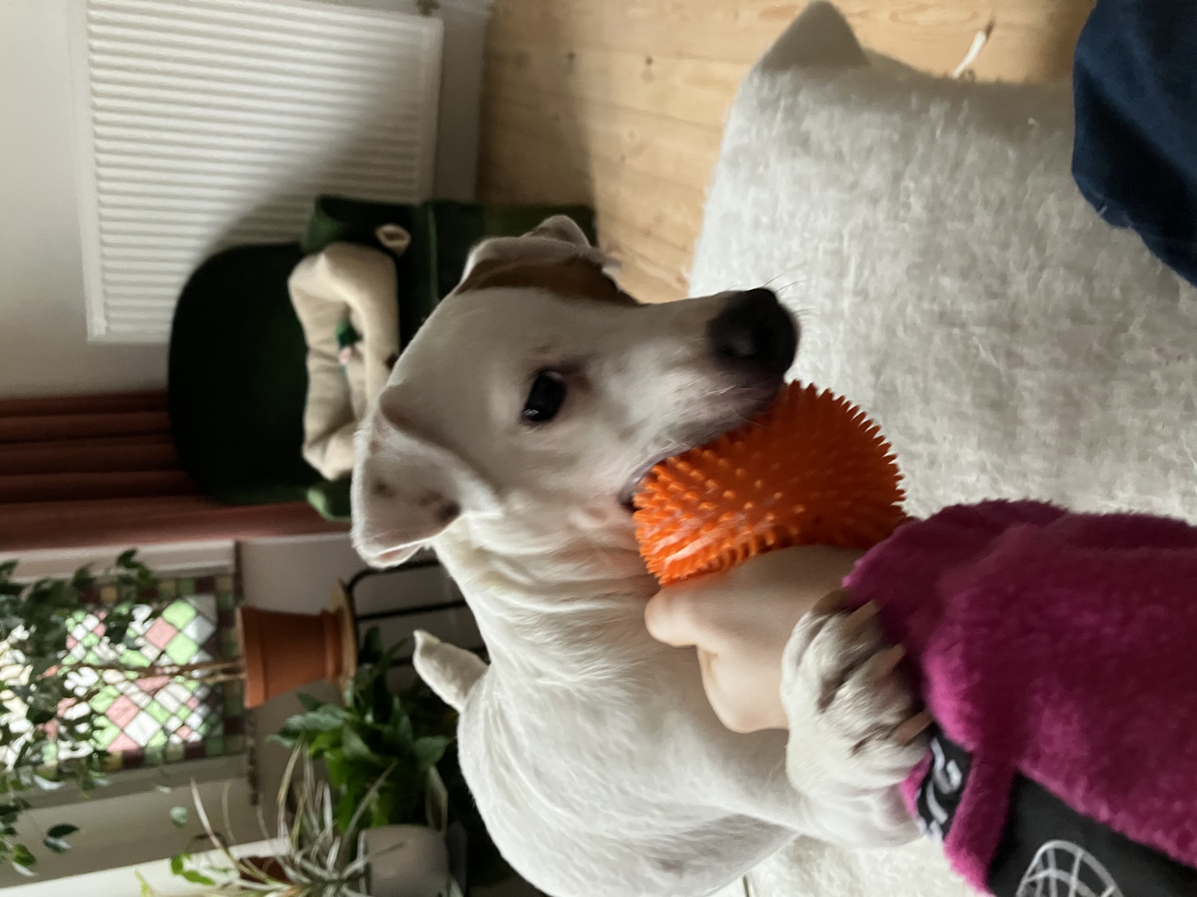 image-11