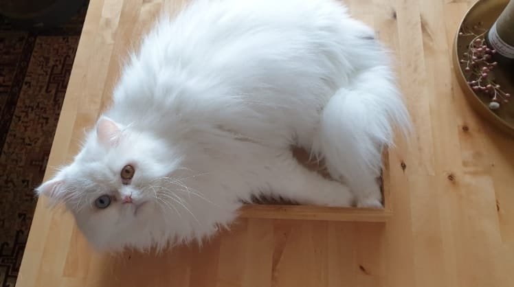image-0
