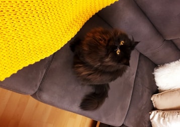 Misha