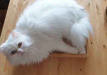 Leo