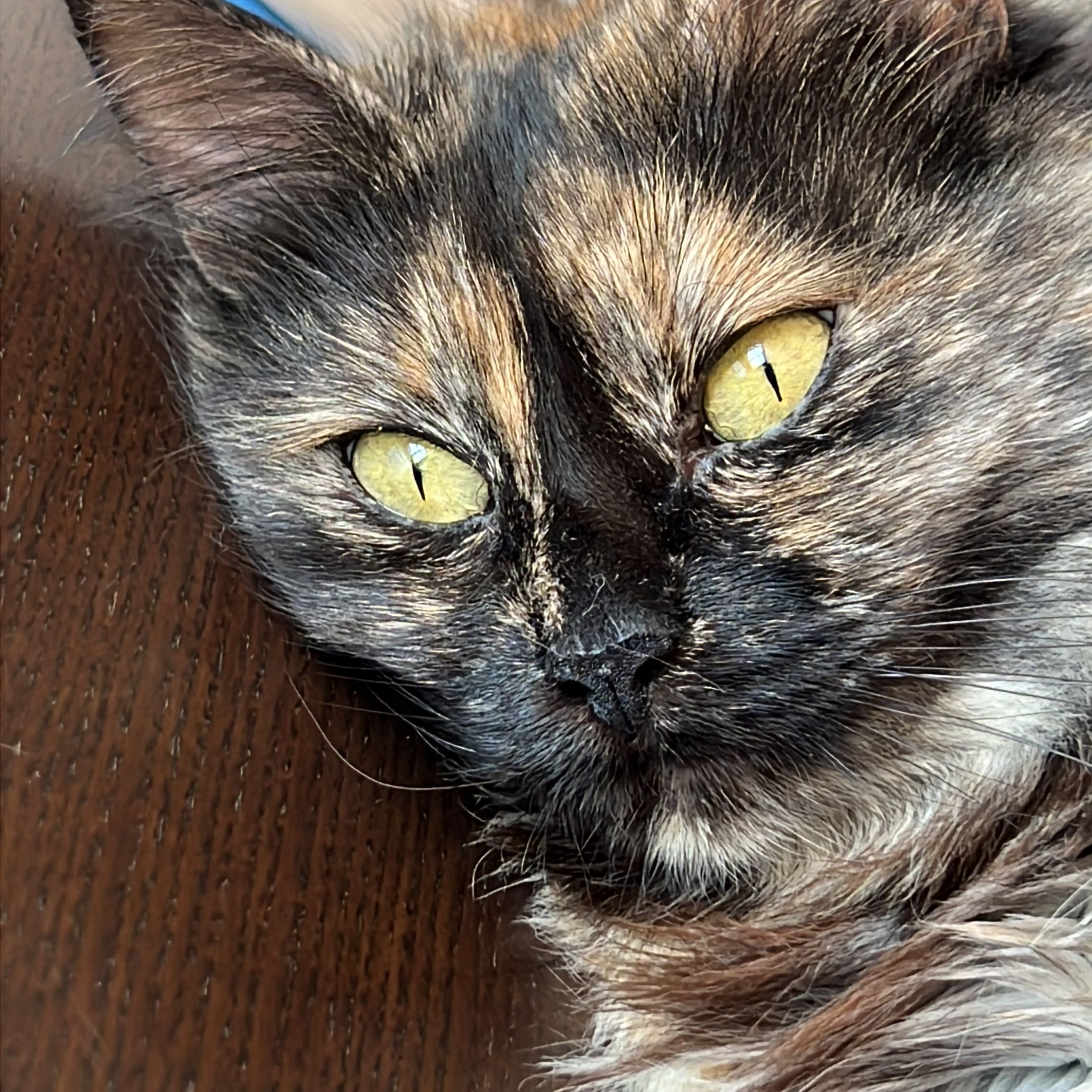 Rosie