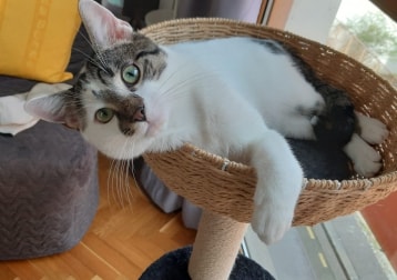 César