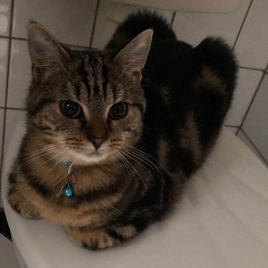 Pepper