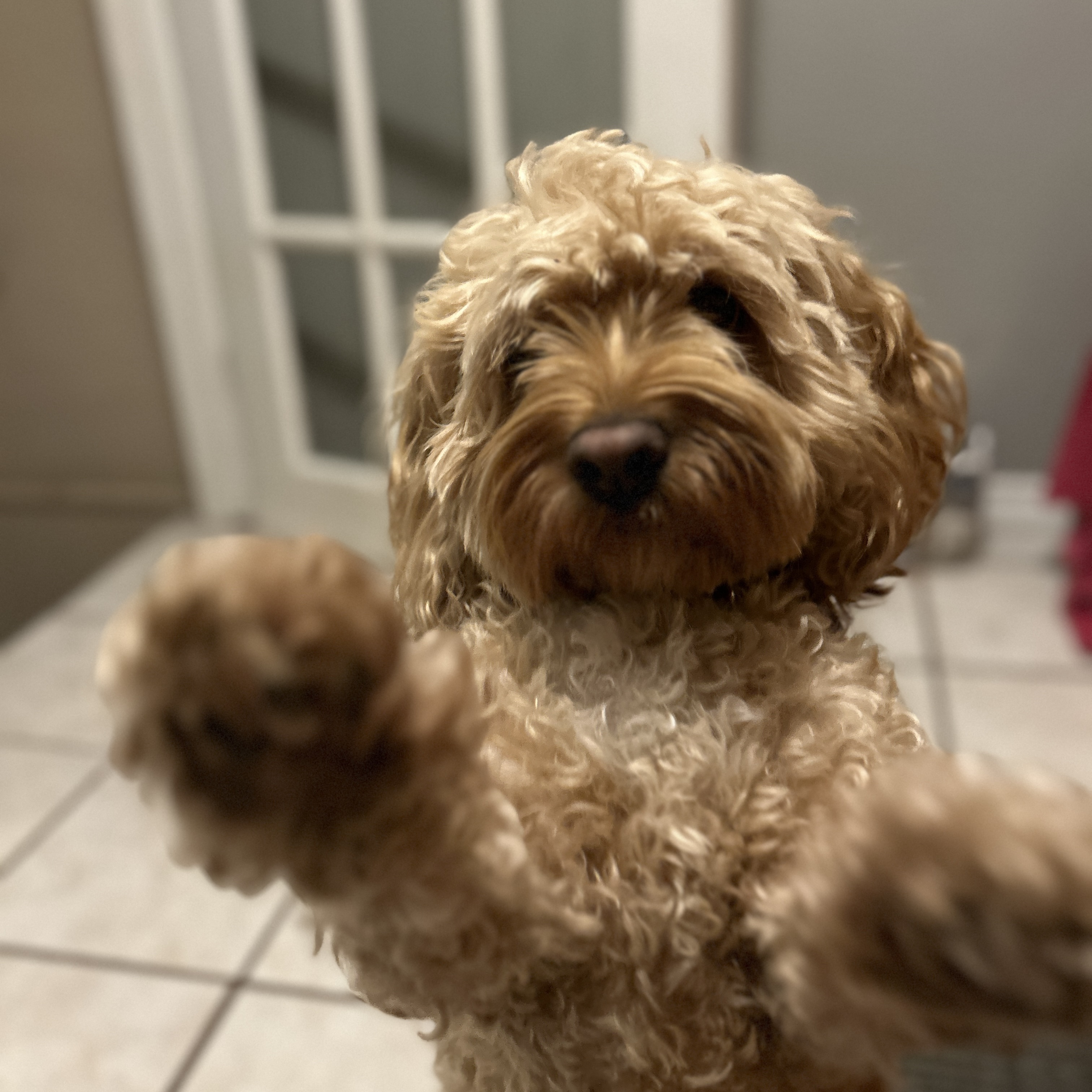 Archie