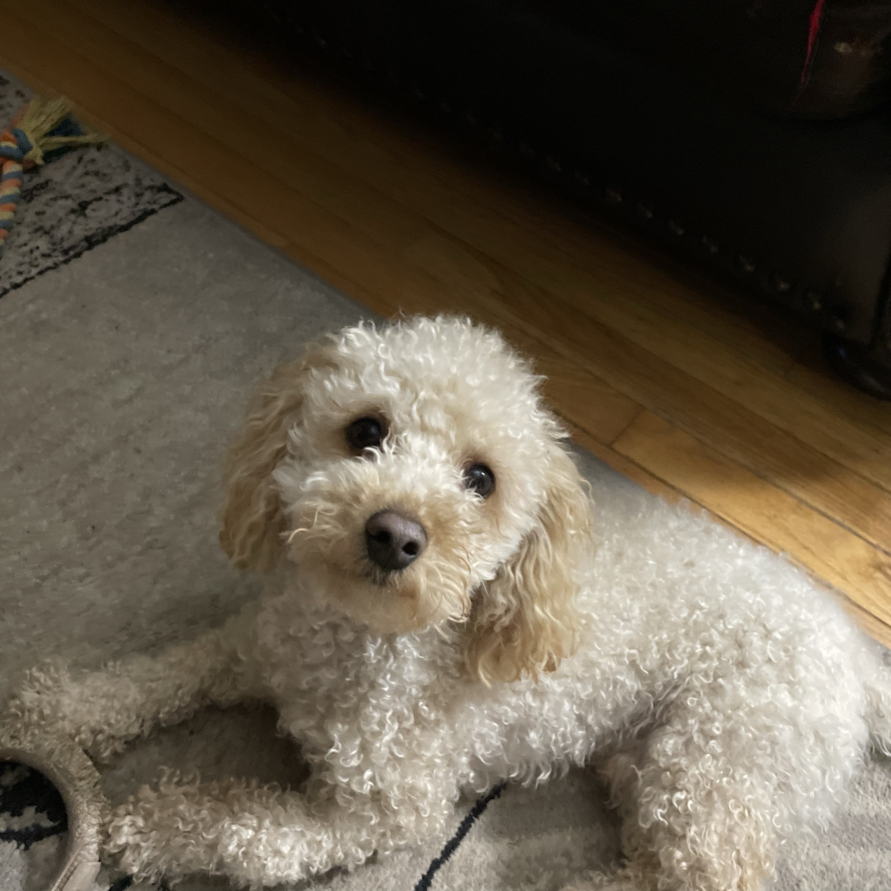 Lenny