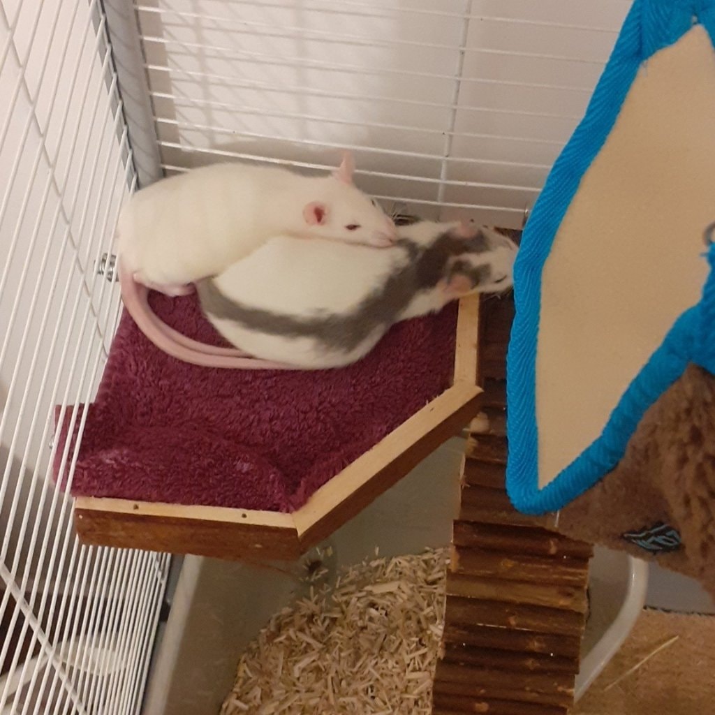 Vroum vroum et vhite