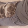 Wesley