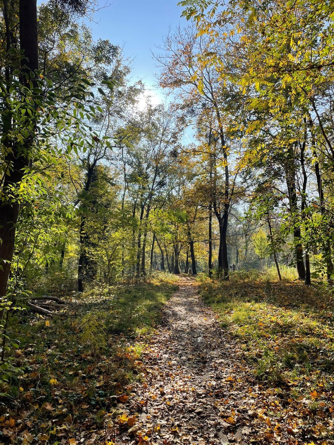 image-5