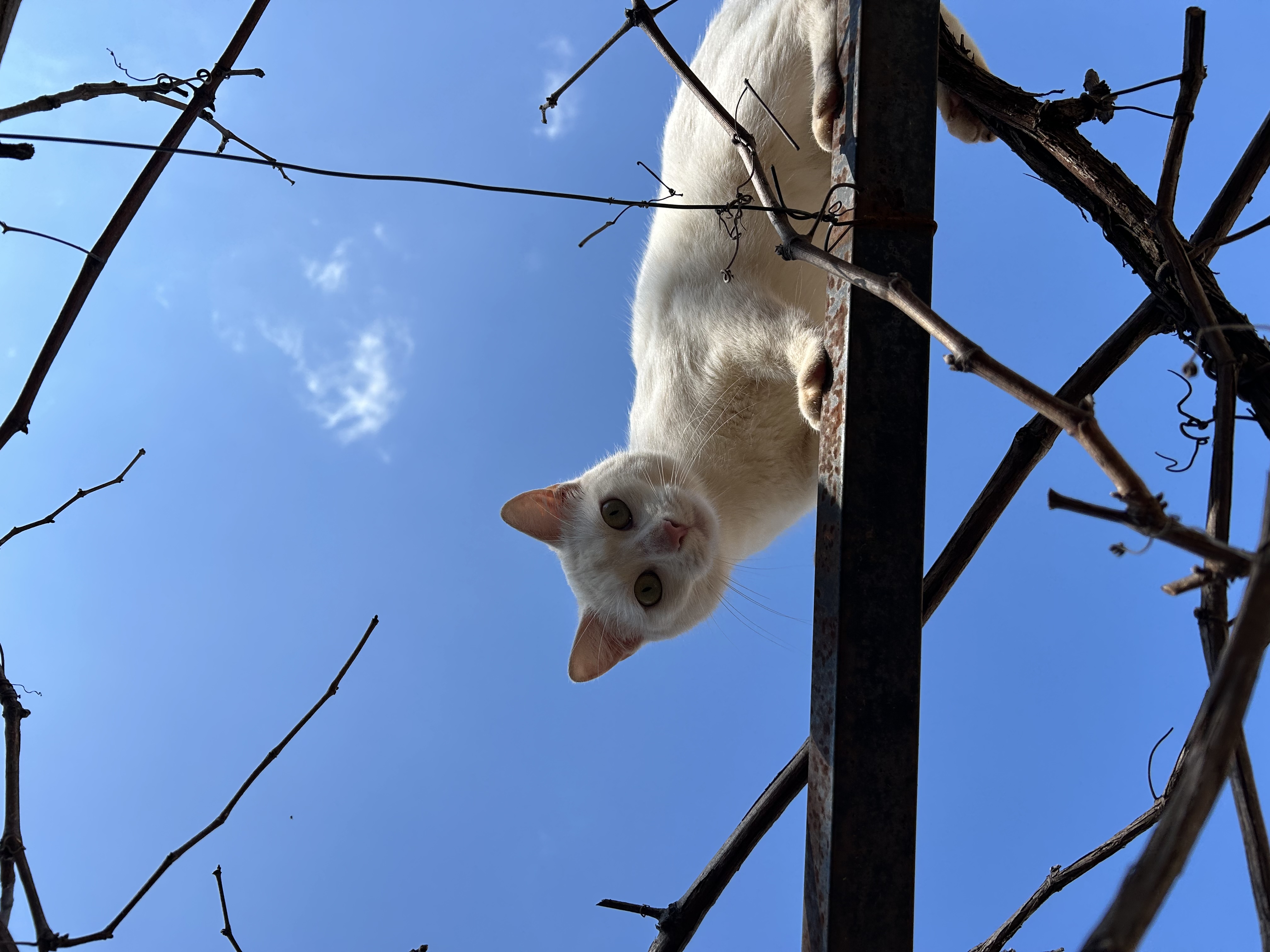 image-6