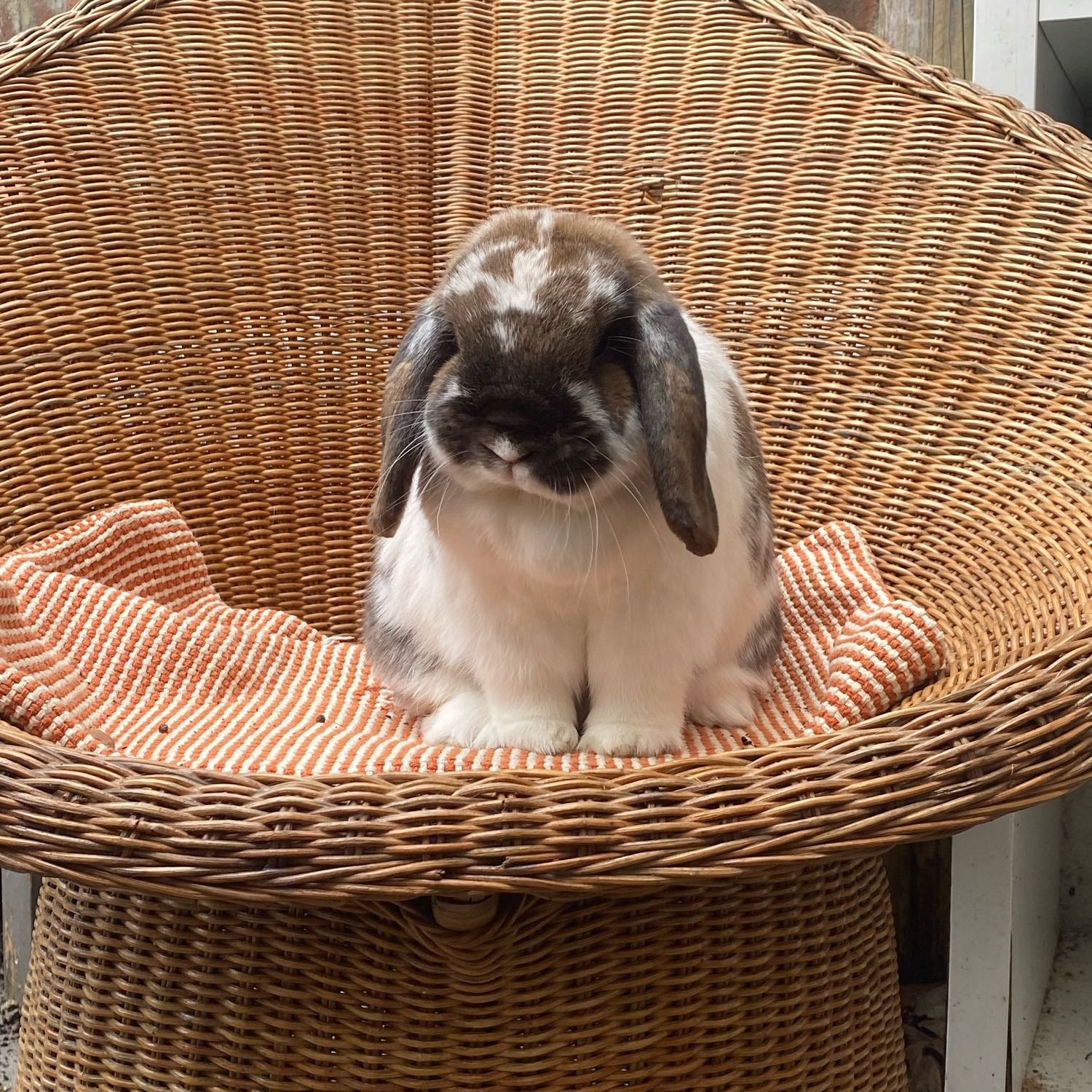 coco