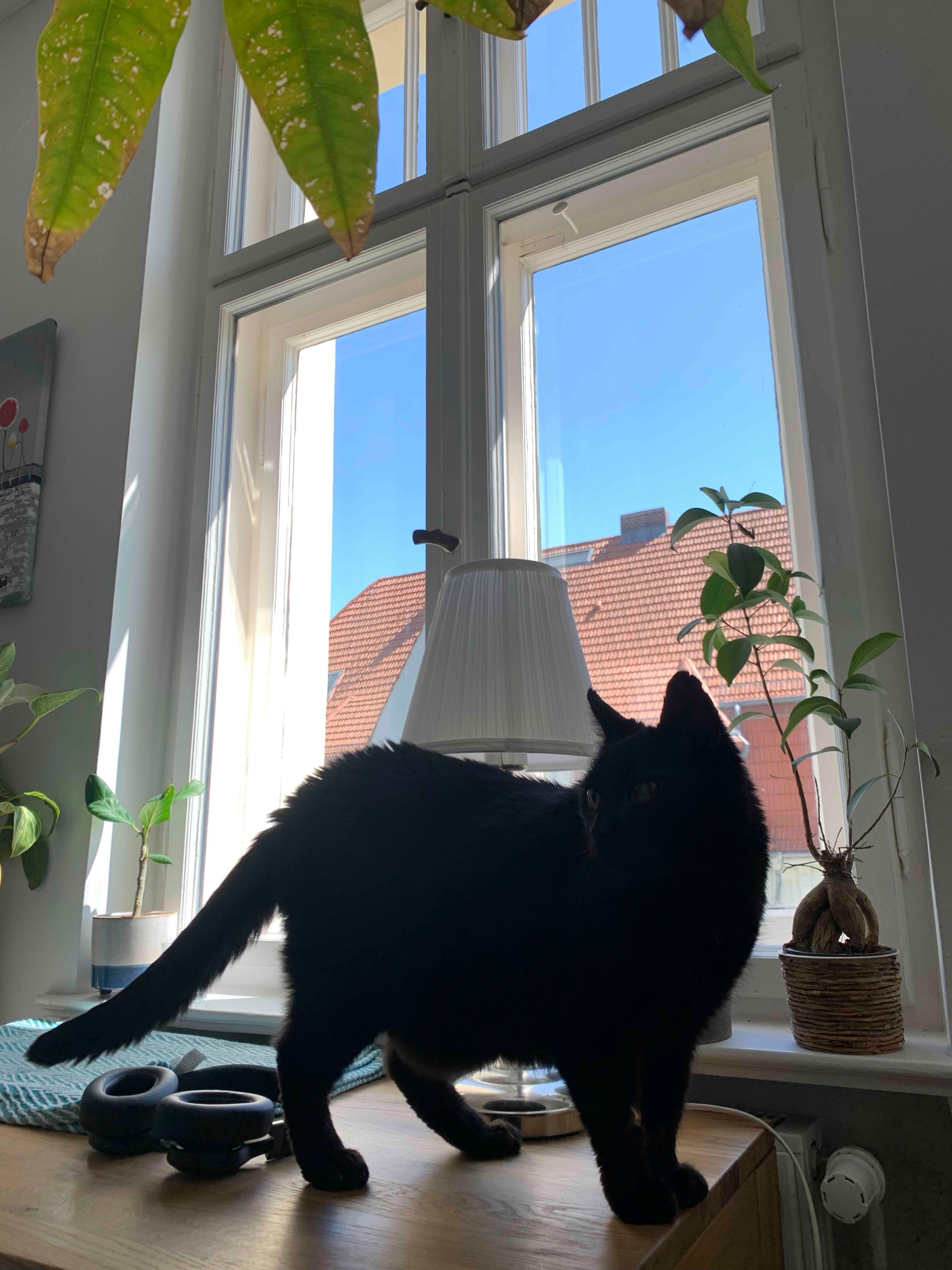 image-17