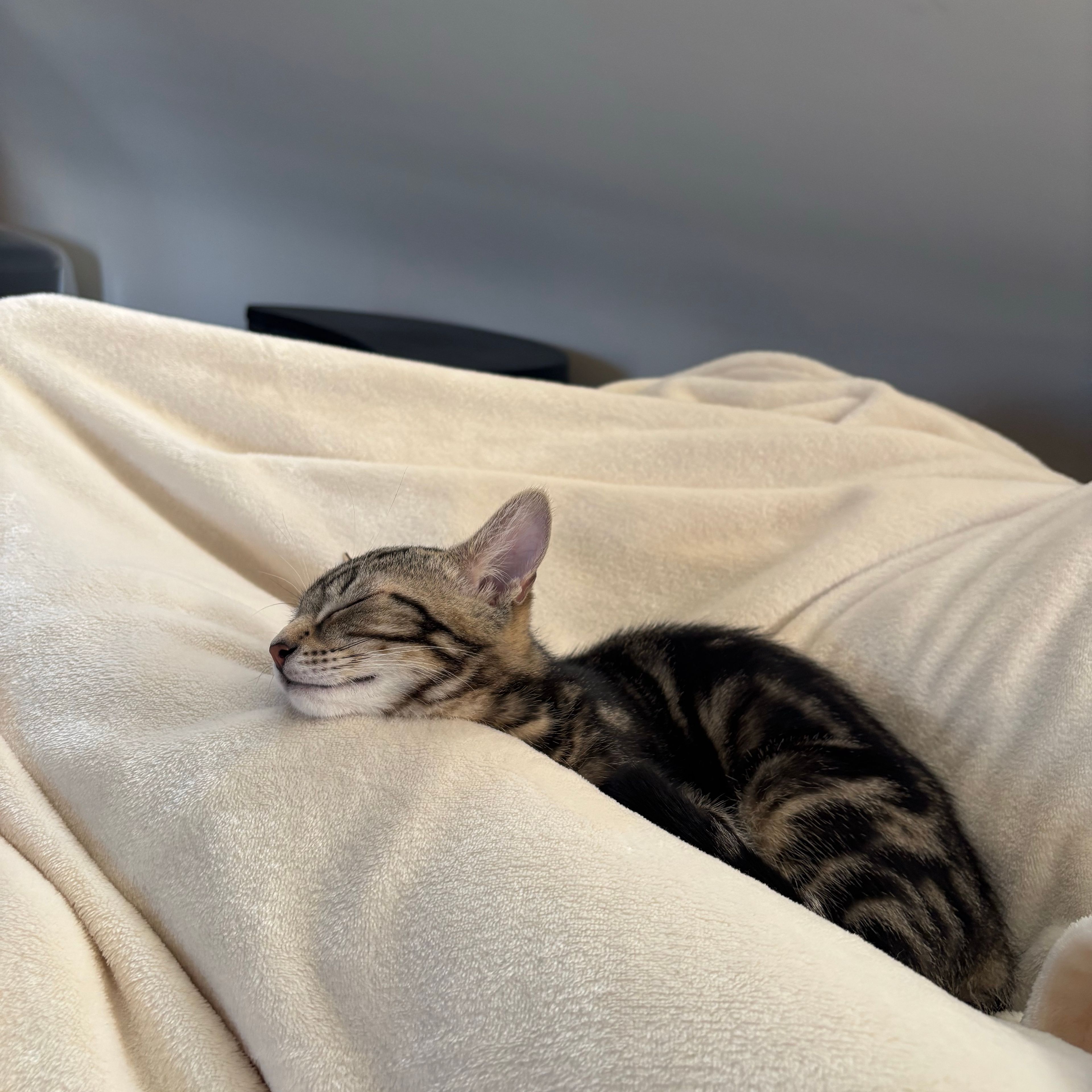 Pepper
