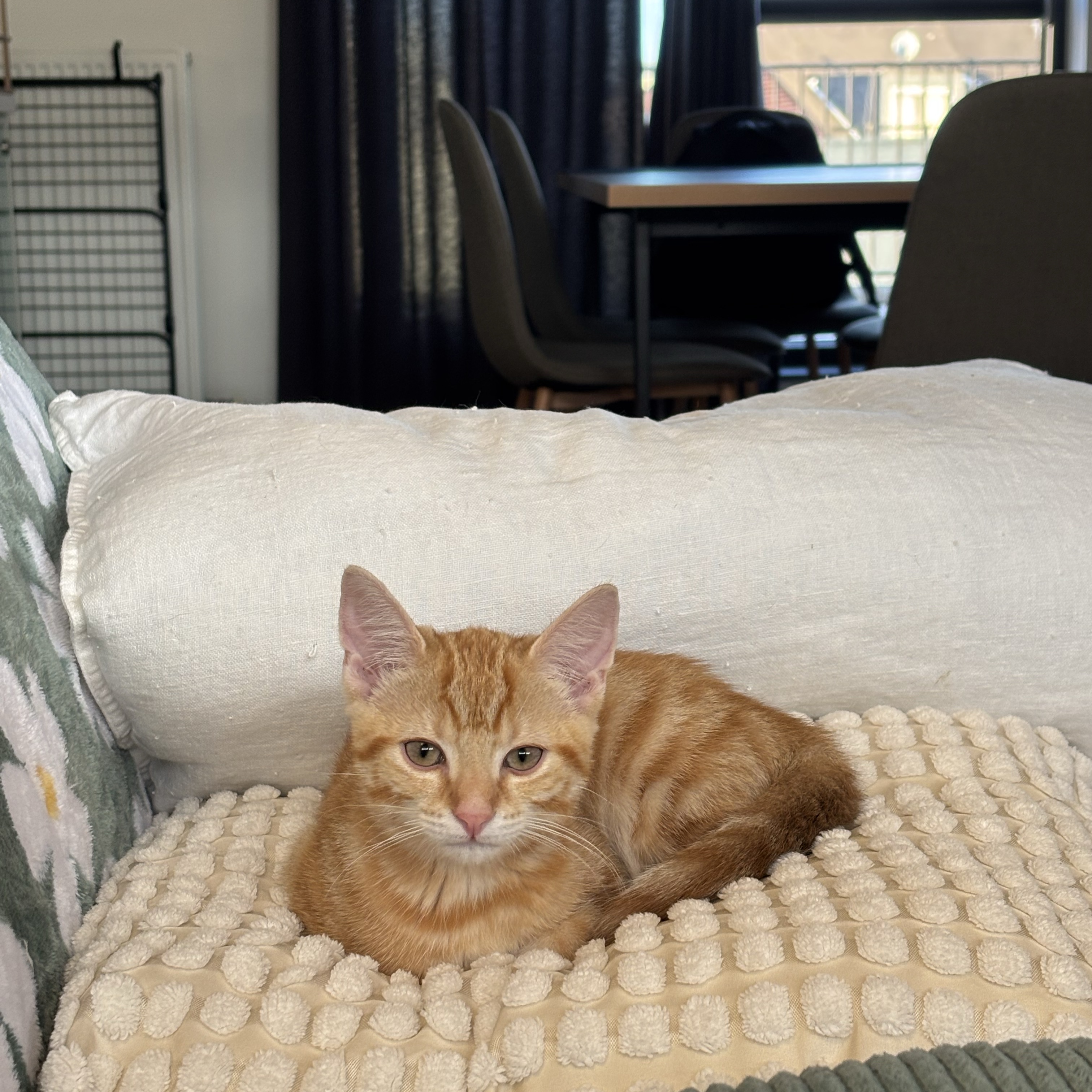 Pip