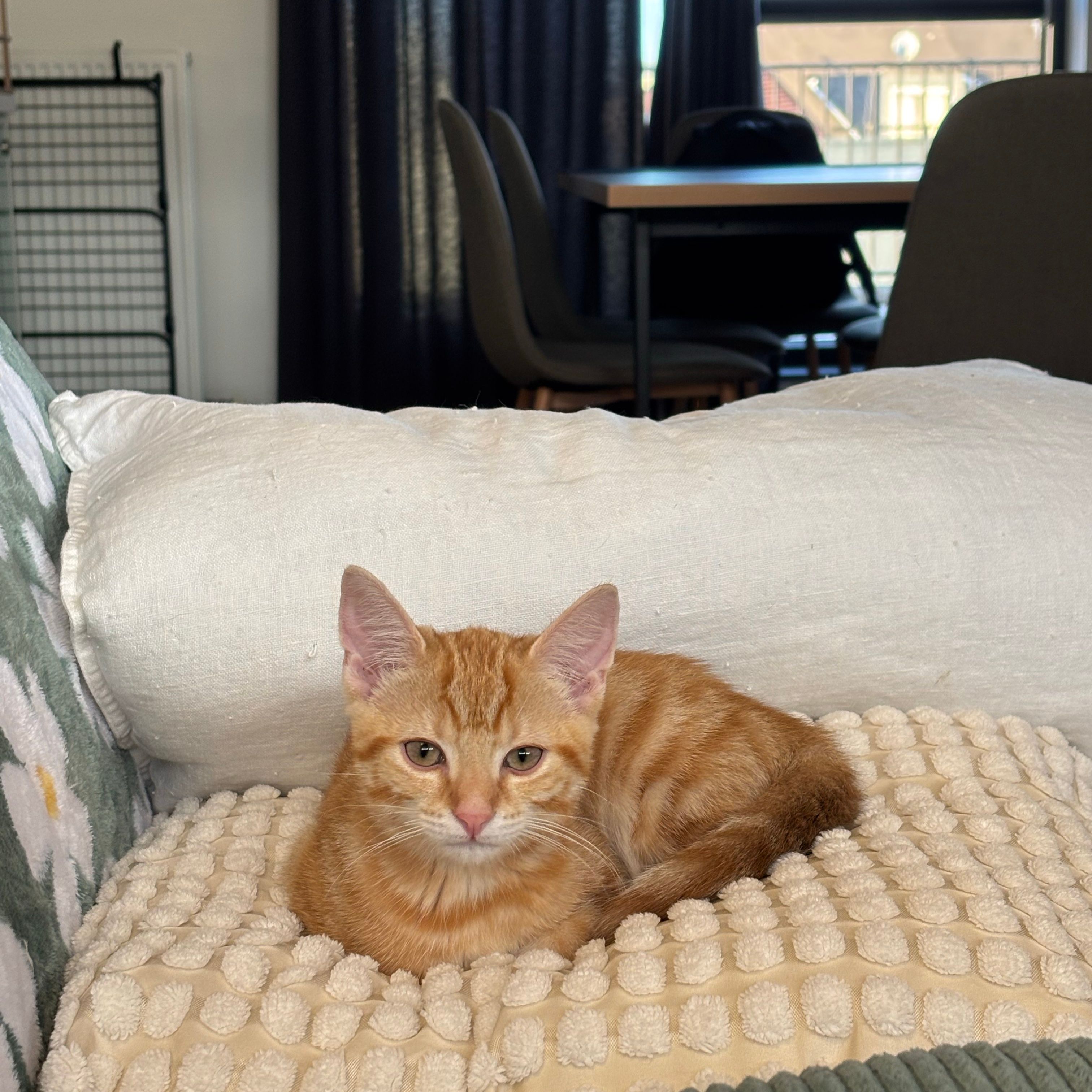 Pip
