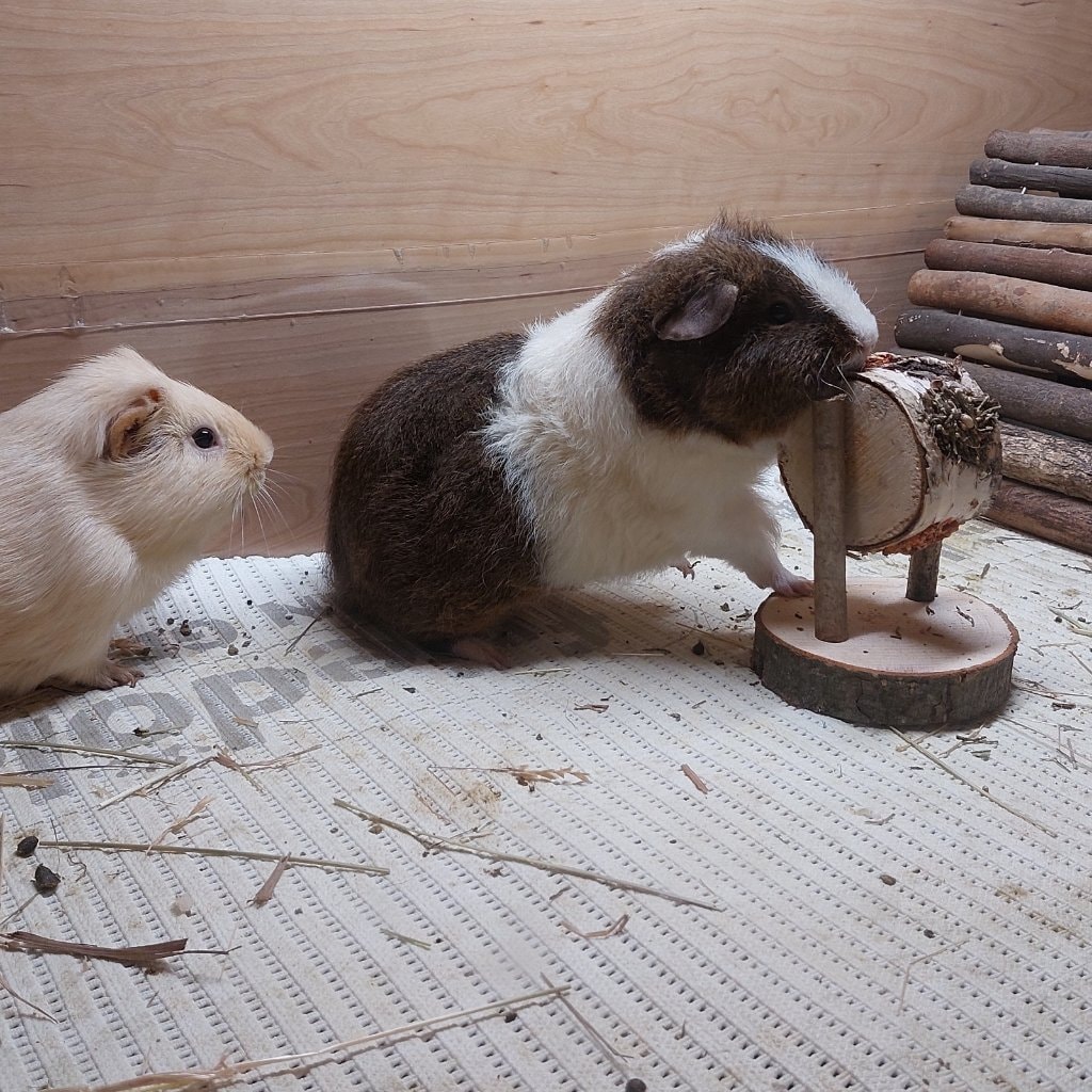 Brownie & Ginger