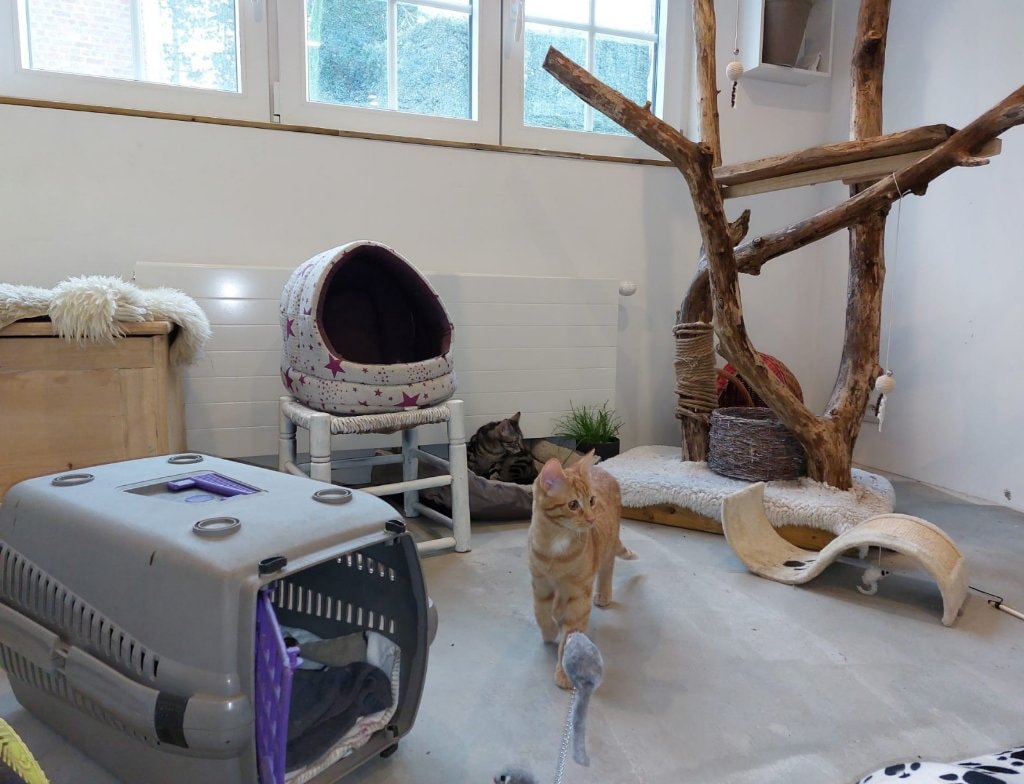 image-42