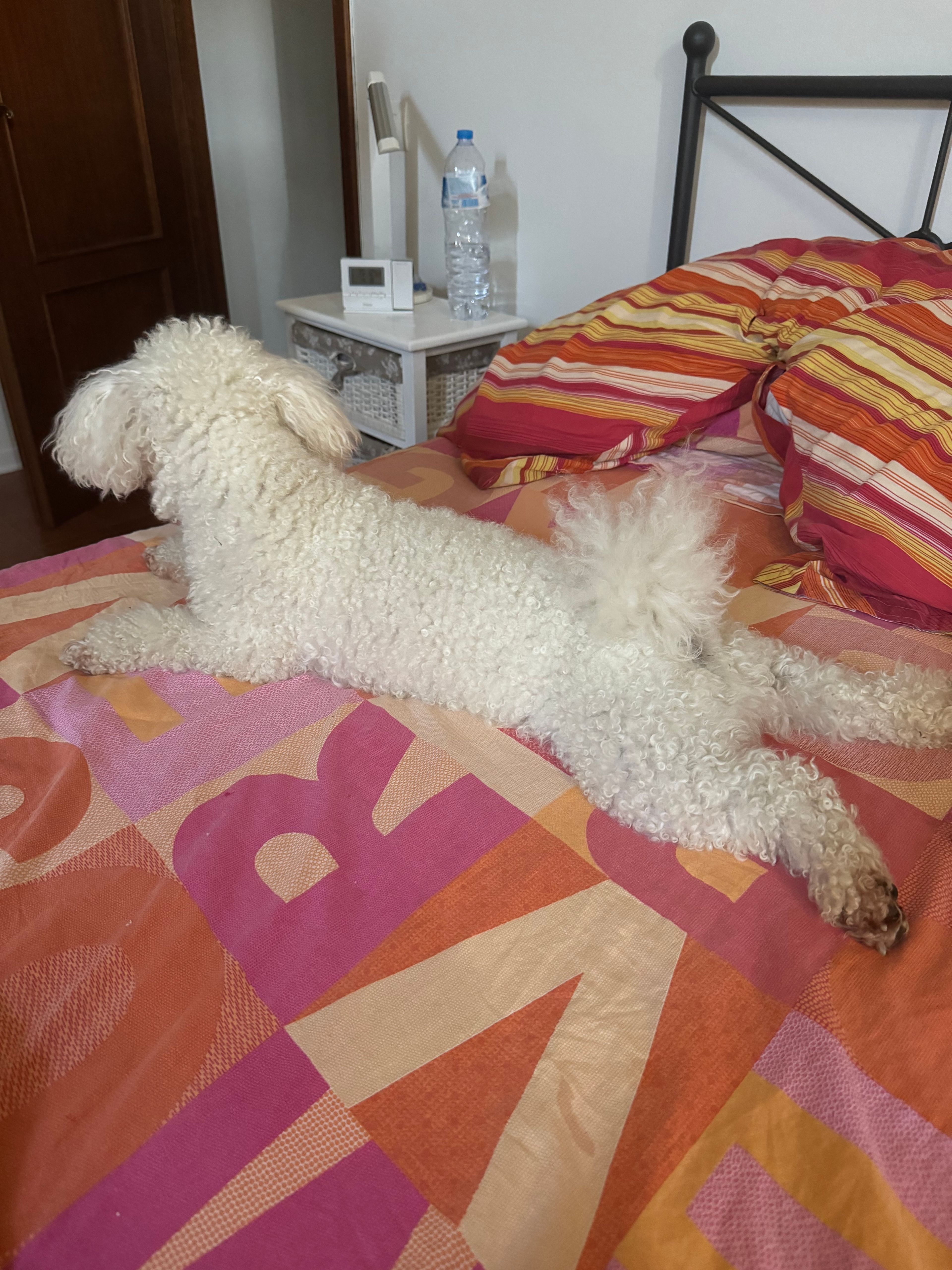 image-7