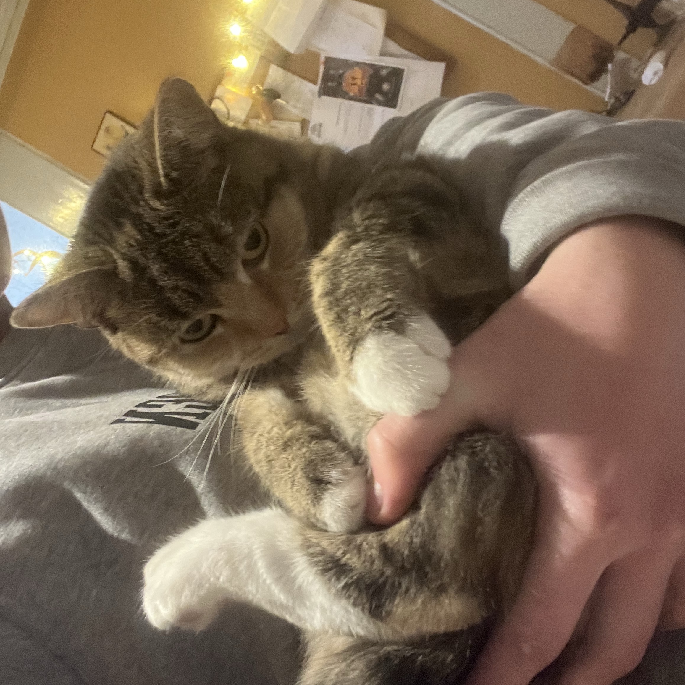 Molly