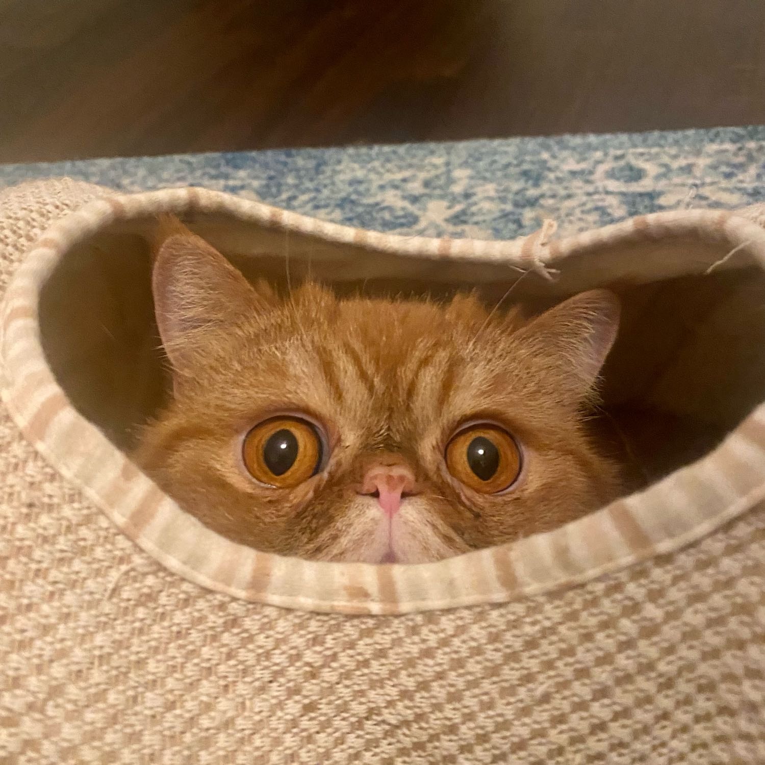 Peanut