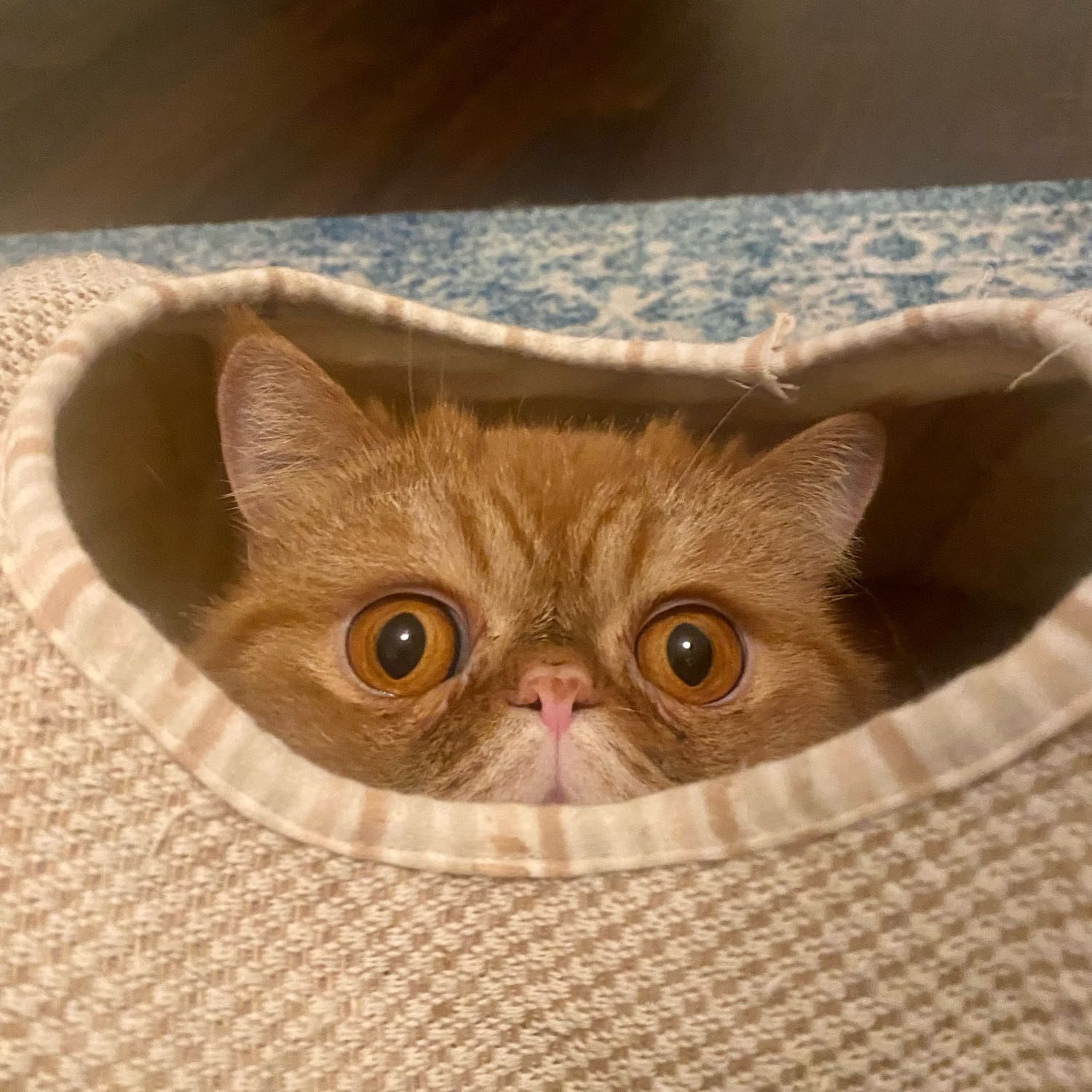 Peanut
