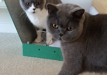 Nelson And Morgan