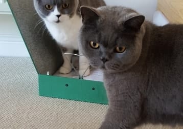 Nelson And Morgan