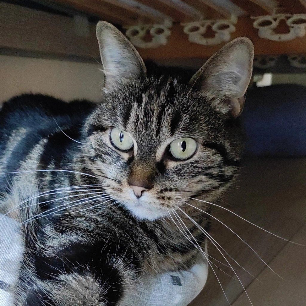 Maya