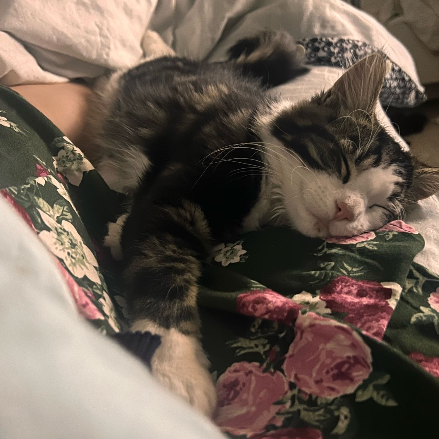 Benji 