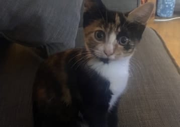 Pippa