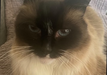 Milo