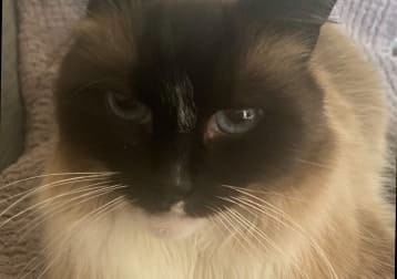 Milo