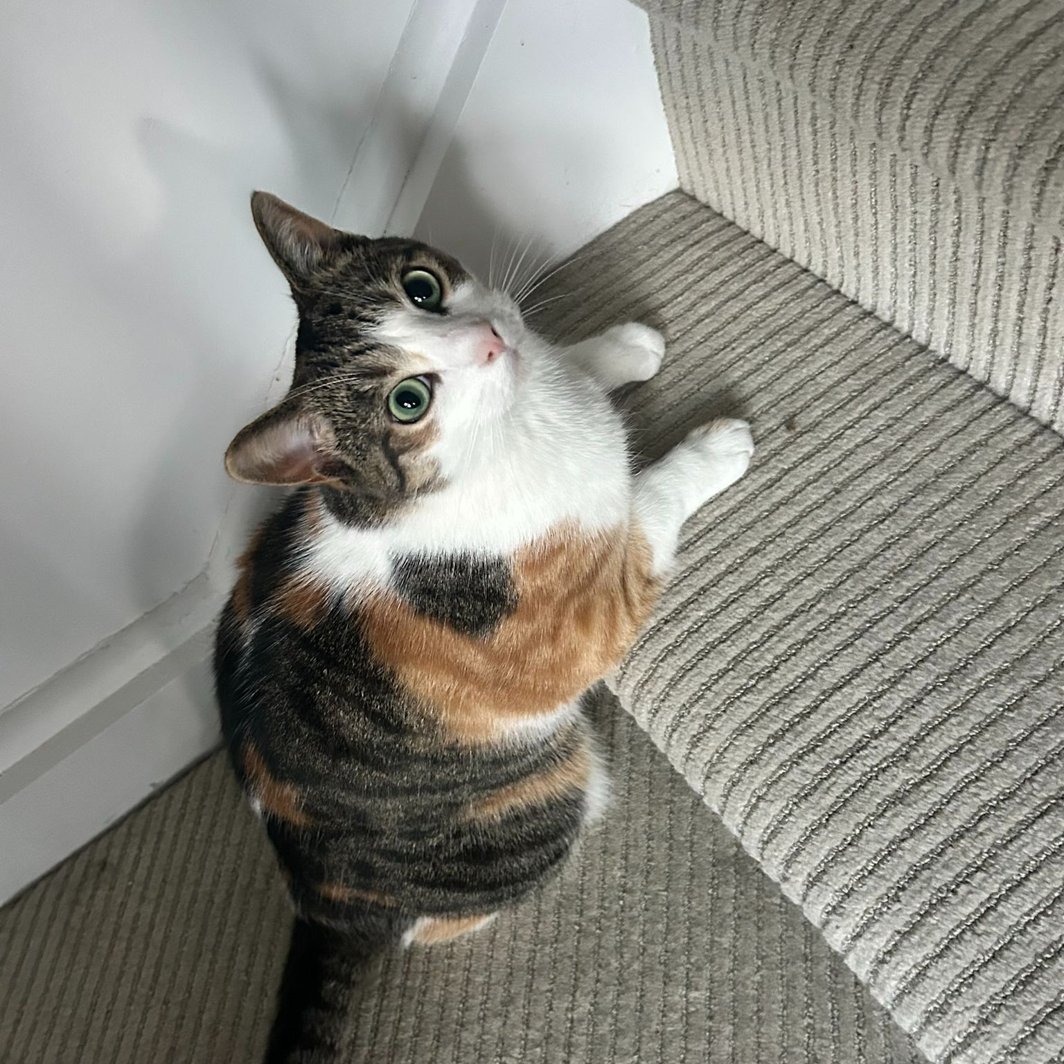 Cleo