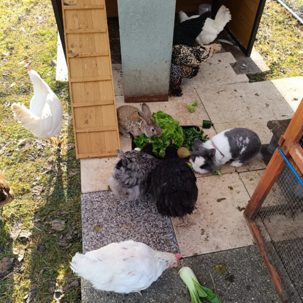 neufs poules 