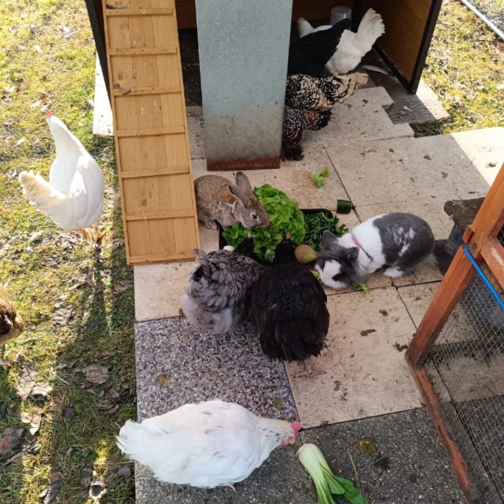 neufs poules