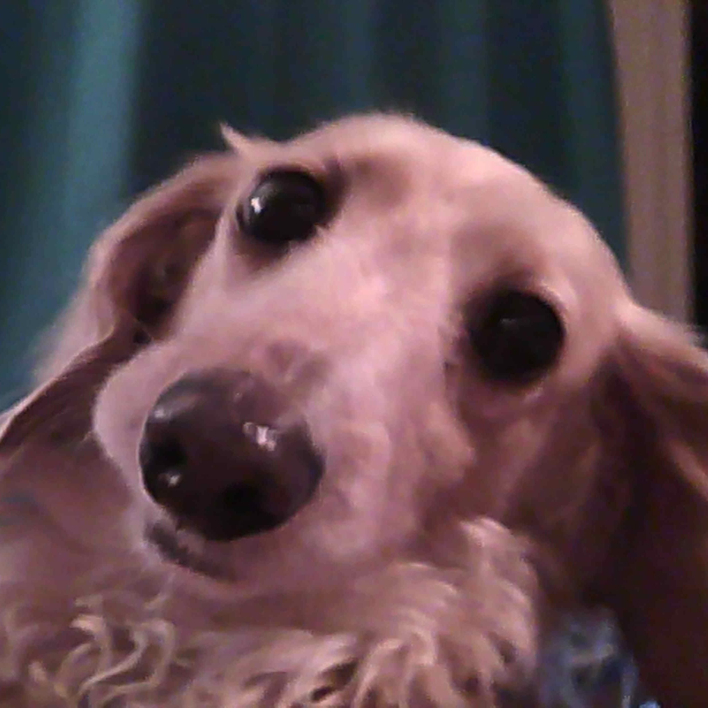 Sofie