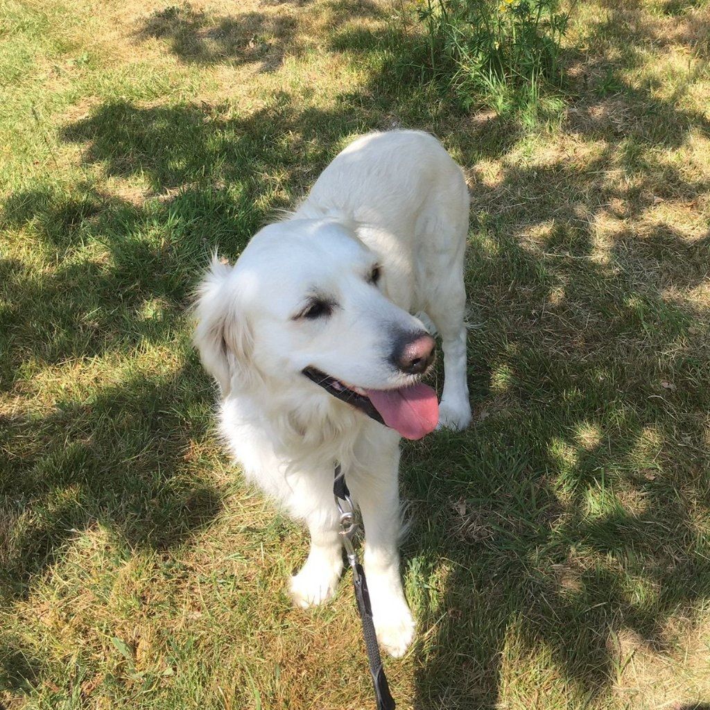 Stella