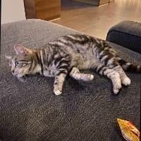 Zazou