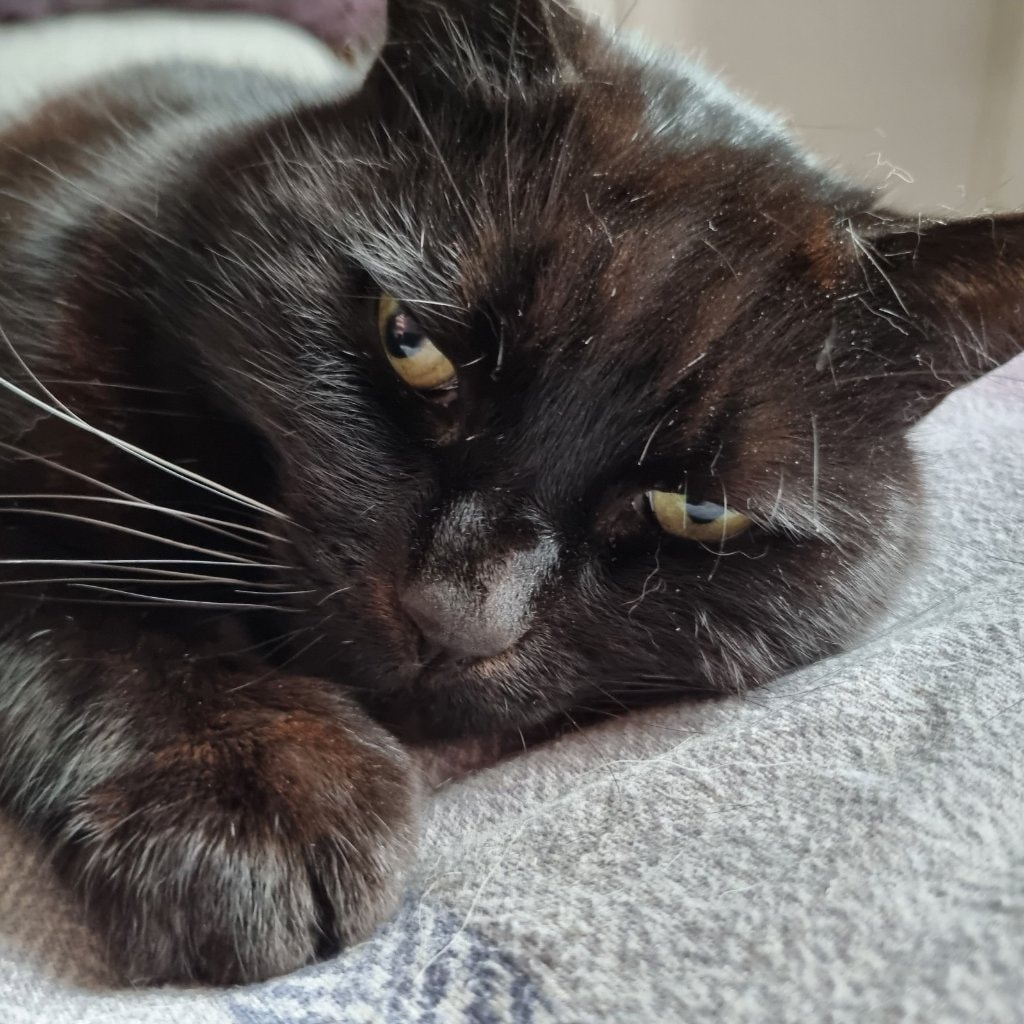Dougie