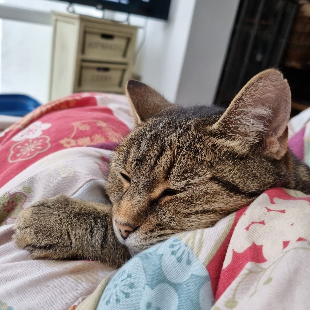 Bella
