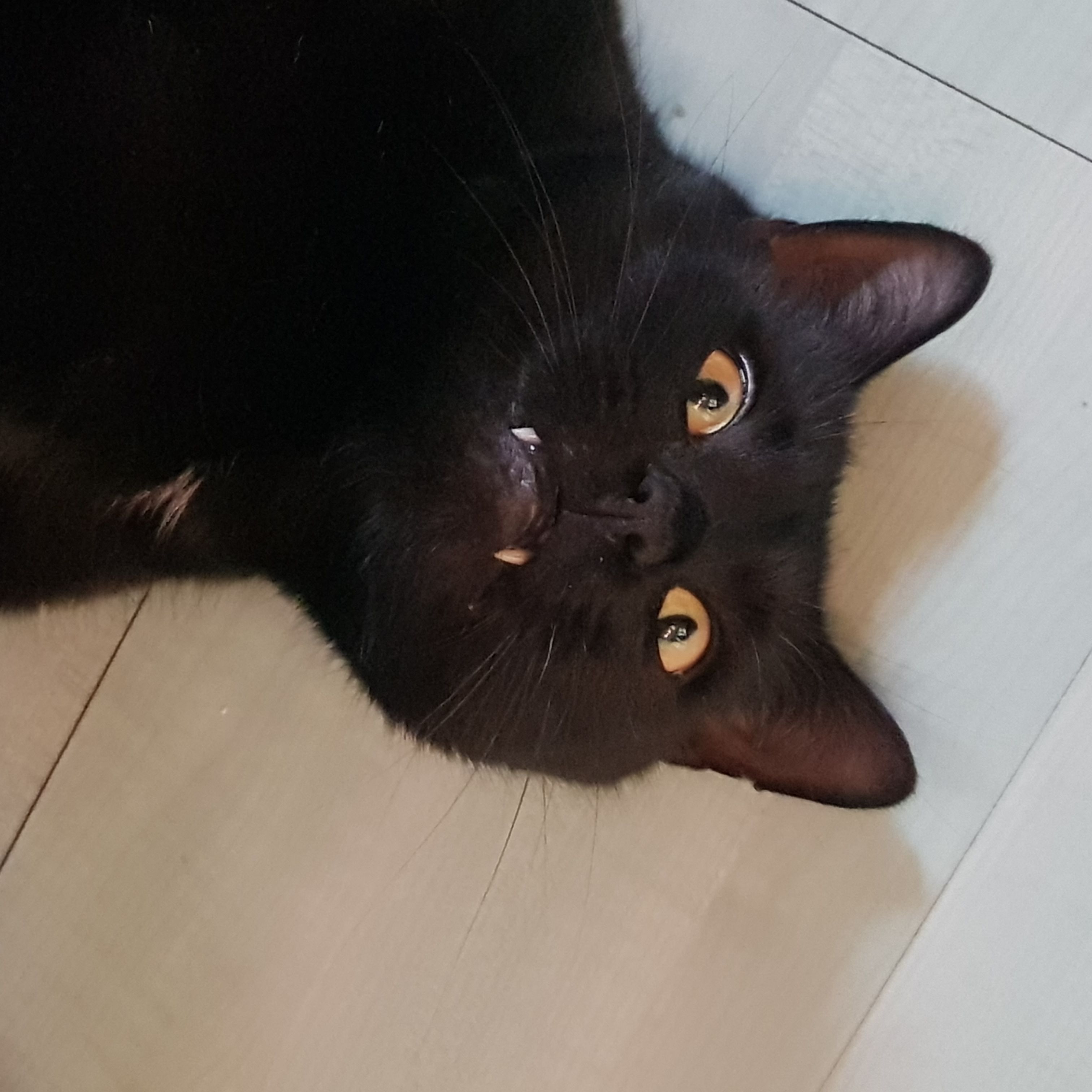 Ludwig