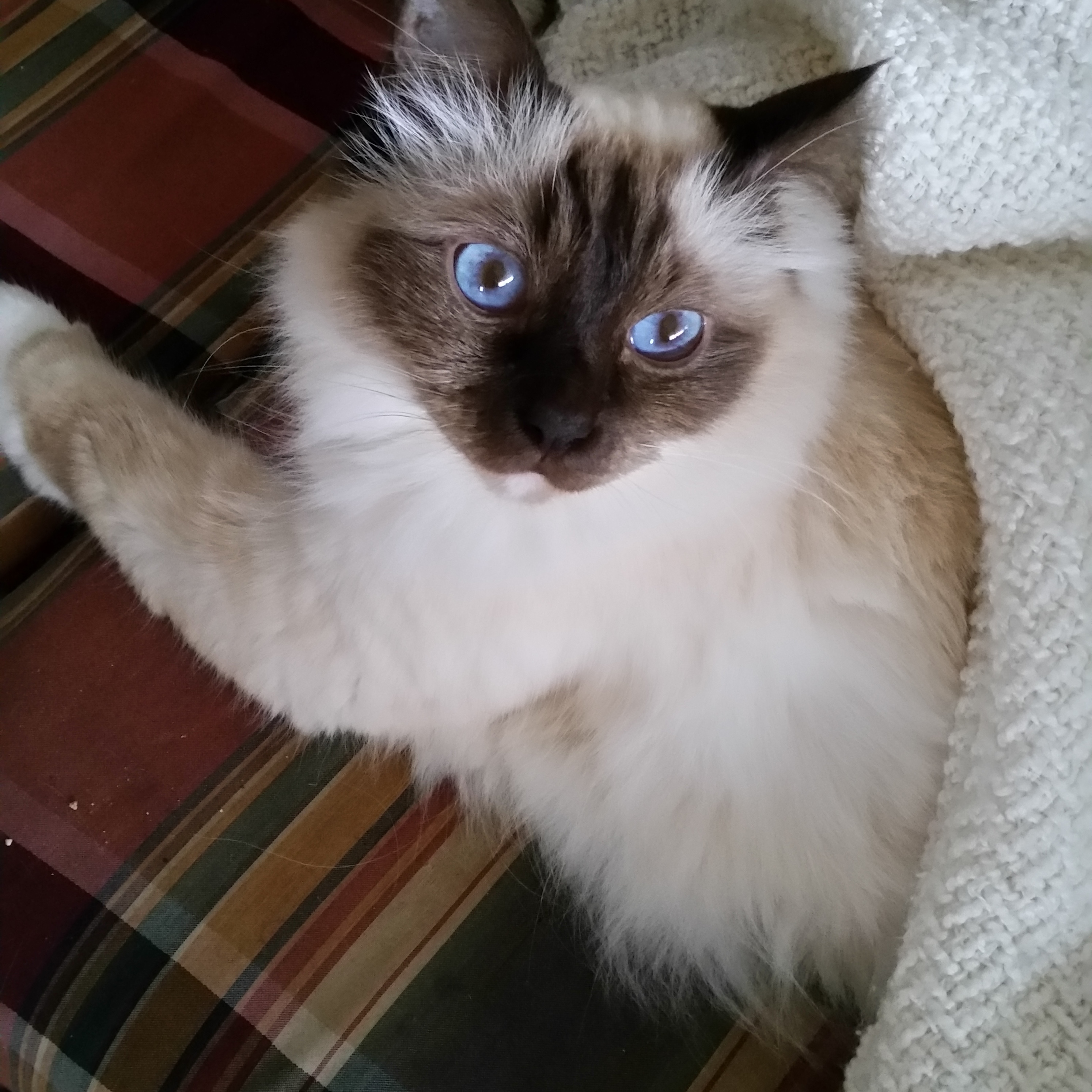 Teddy