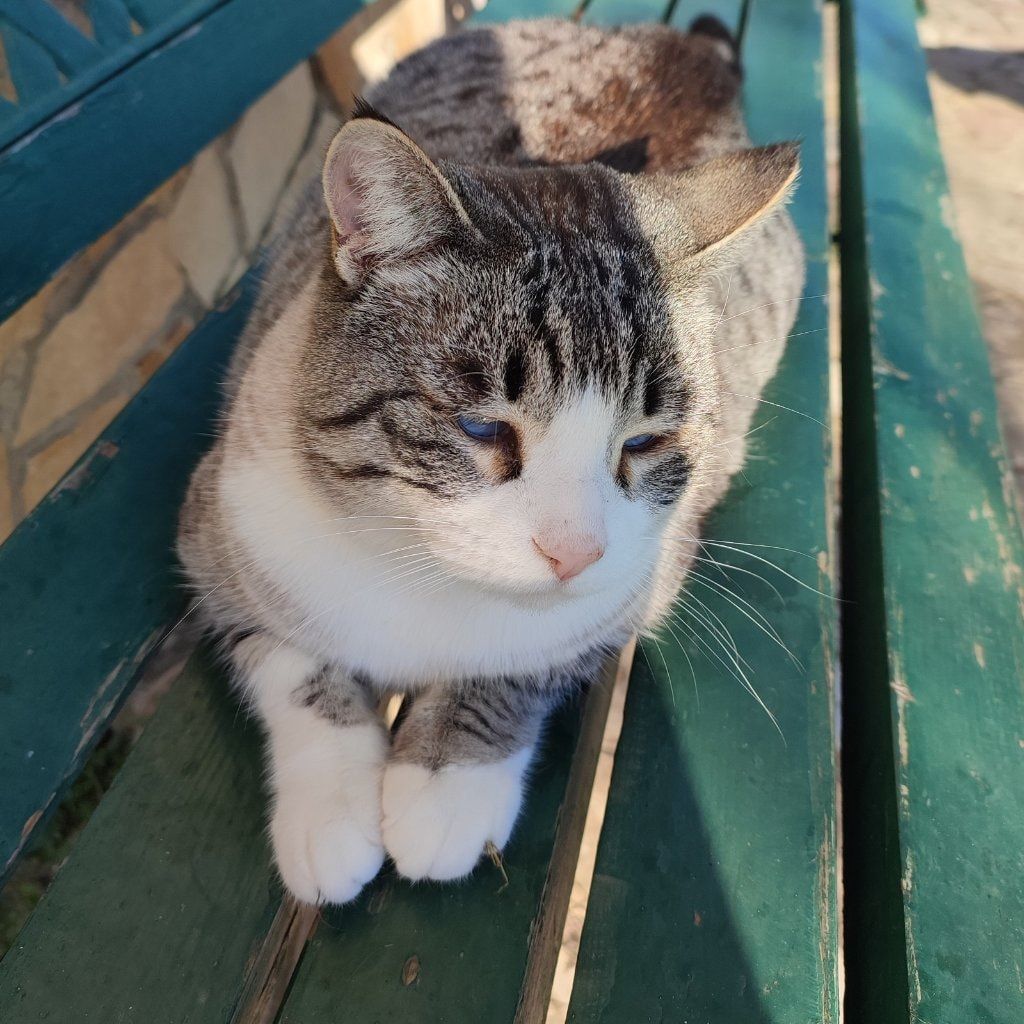Micia
