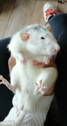 image-7