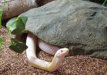 Visenya