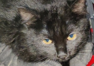 Oreo