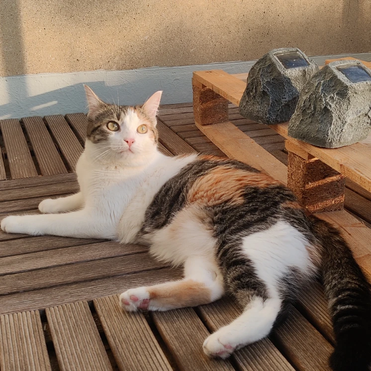 Yuki