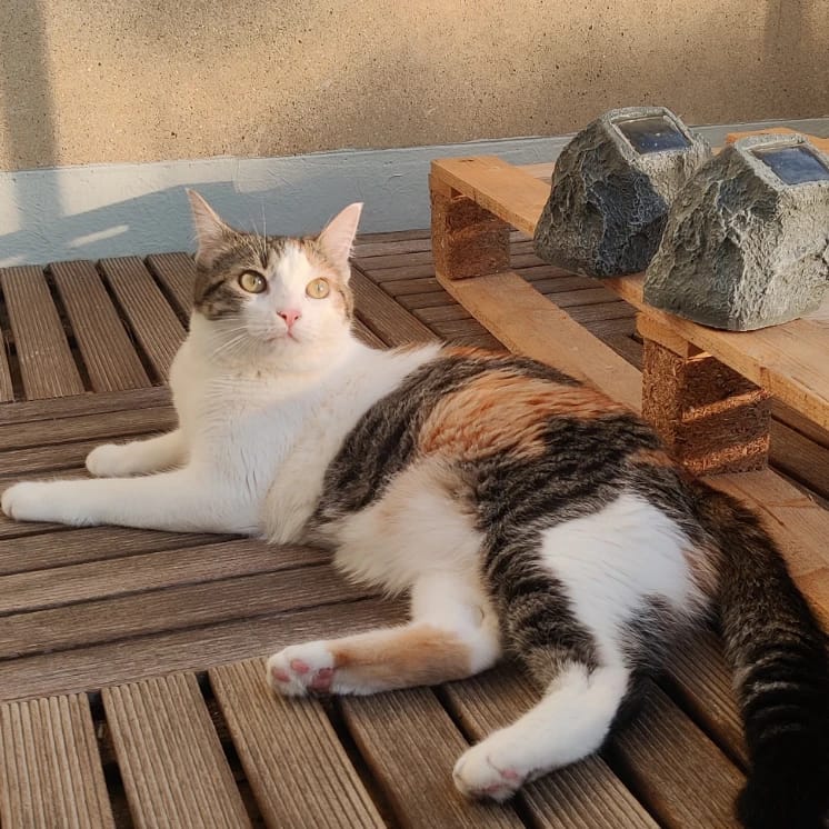 Yuki