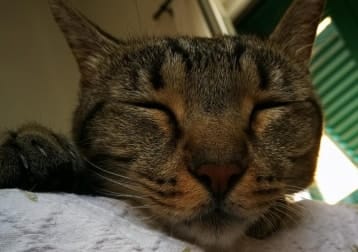 Lapo